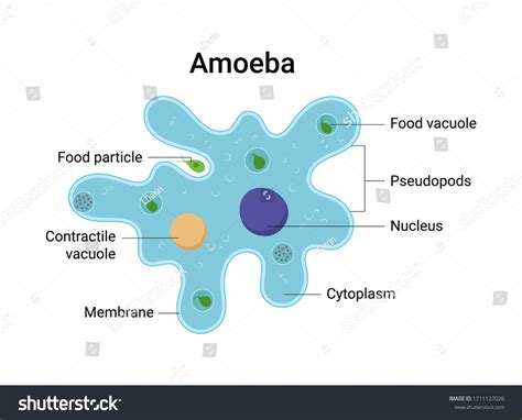 Amoeba Slide Labeled