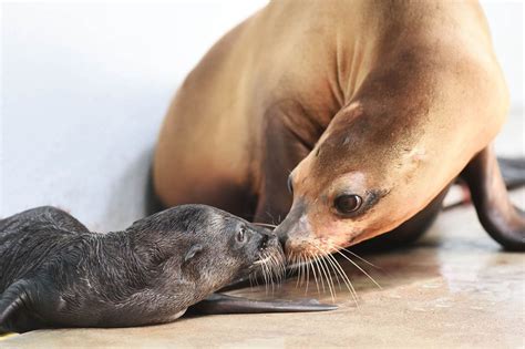 Two sea lion pups born week apart, first in 30 years at Brookfield Zoo ...