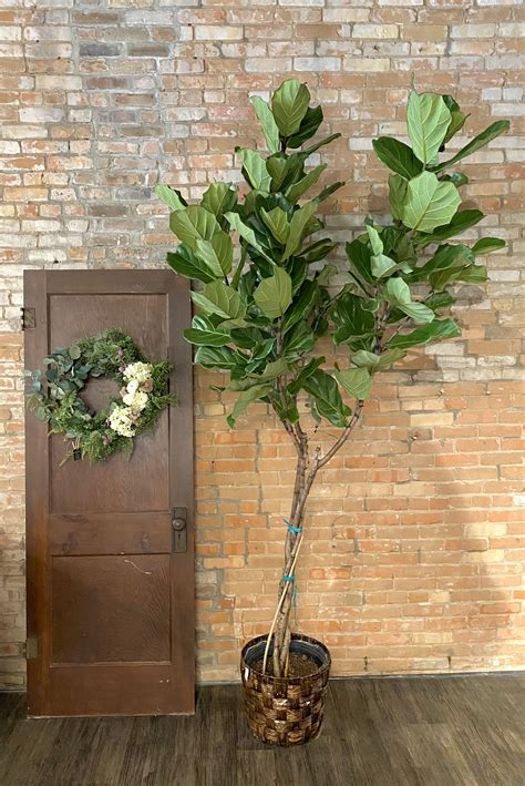 Extra large fiddle leaf fig tree in Salina, KS | Lauren Quinn Flower ...