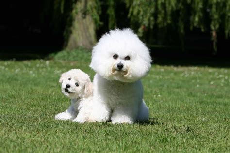 Bichon frisé: Adorable dog with high-maintenance grooming needs