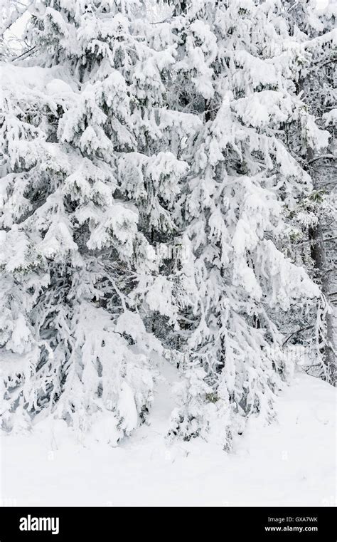 Winter forest, Sweden Stock Photo - Alamy