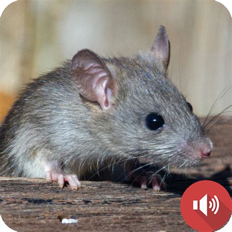 Mouse and Rat Sounds - Apps on Google Play