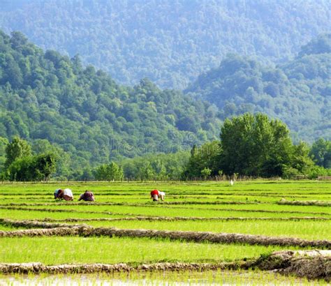 Women Working at Rice Farm, Gilan , Iran Stock Photo - Image of ...