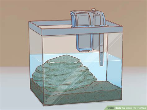 How to Care for Turtles (with Pictures) - wikiHow