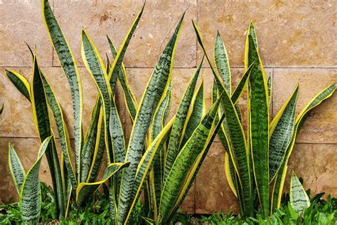 Growing Snake Plant Outdoors Made Easy - The Plant Bible