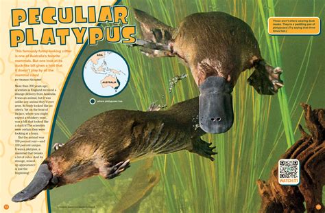 Peculiar Platypus - NWF | Ranger Rick