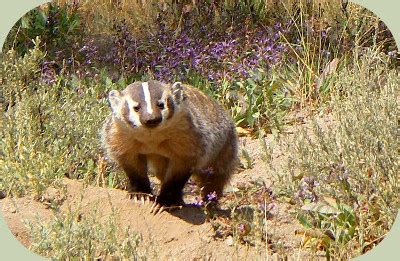 Recognizing Badger Habitat