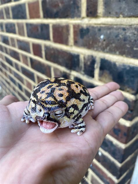 Realistic Male Black Rain Frog Screaming Pose 8 Cm Length | Etsy UK