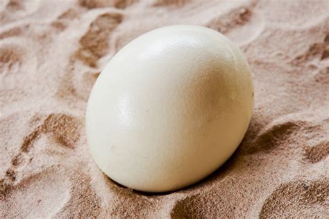 Ostrich eggs | Premium Photo