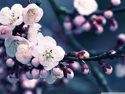 Japanese Cherry Blossom Wallpaper 1920x1080 (59+ images)