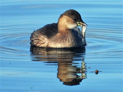 Little Grebe | BirdForum