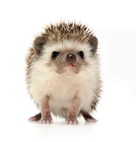 Hedgehog Breeds