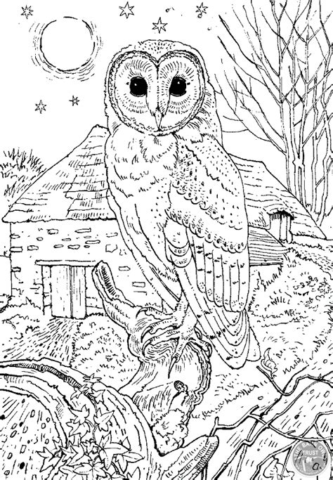 Owl Coloring Pages