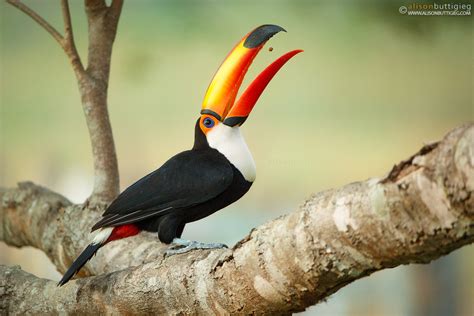 Feeding Toco Toucan | Alison Buttigieg Wildlife Photography