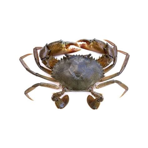 Crabs fresh and healthy - at your doorstep by