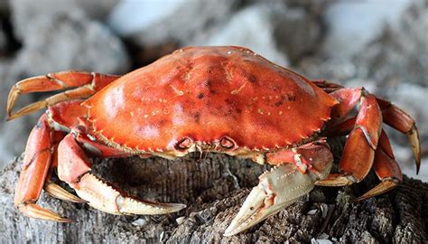 Is it Fair to Call Them Crabs? - saltys.com