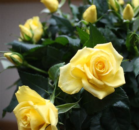 Yellow Rose Bush By Plants4 Presents | notonthehighstreet.com