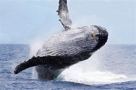 Fascinating Facts On Humpback Whales - Out Of The Blue Adventures