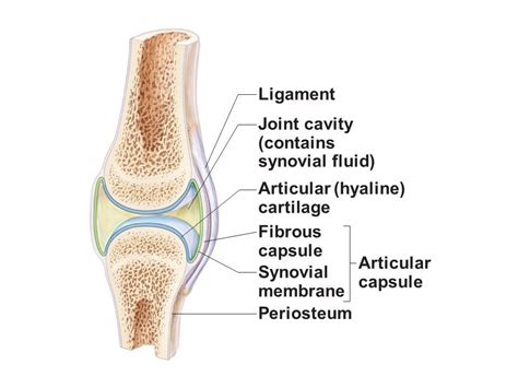 Practical 2: Joints and Synovial Movements Diagram | Quizlet