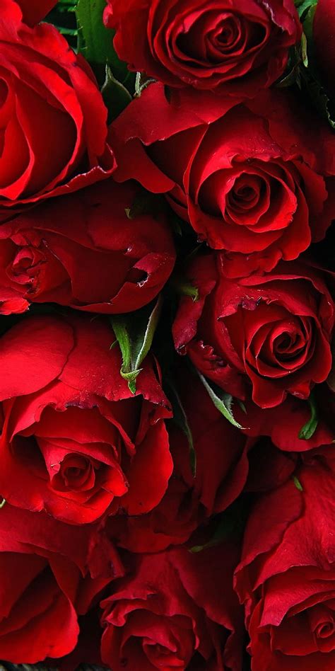 Red Rose Flower Wallpaper | Best Flower Site