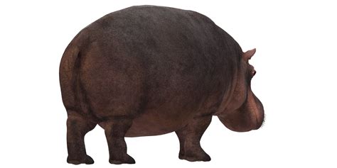 Hippo isolated on a Transparent Background 23839795 PNG