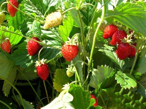 Wild strawberry seeds: heirloom, organic