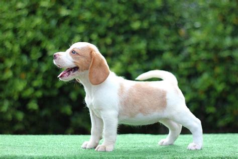 25 Beagle Coat Colors & Markings (With Pictures) | Hepper