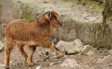 Pygmy Goats Were Made to Prance - Modern Farmer