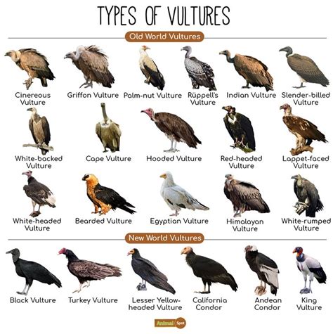 Vulture Species and Characteristics