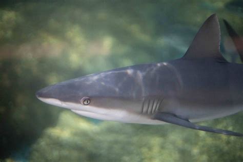 Meet the New Shark Pups! - Maui Ocean Center