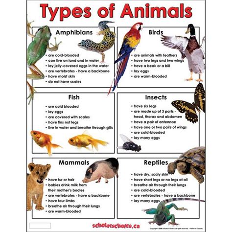 Wonderful Animal Classification Ks2 Gum Leaf Stencil