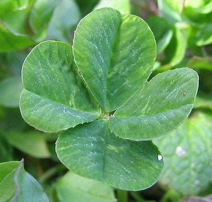 Irish Gumbo: Roll Me Over In The Clover