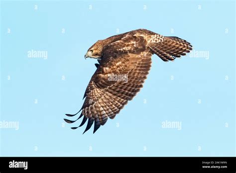 Juvenile red-tailed hawk in flight Stock Photo - Alamy