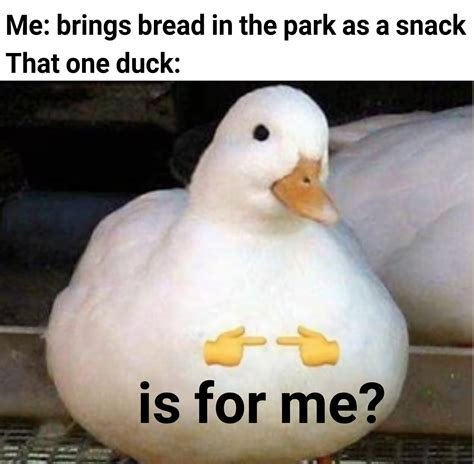 Yes duck, is for you : r/memes