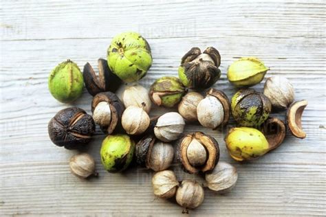 Wild Hickory Nuts on Wood - Stock Photo - Dissolve