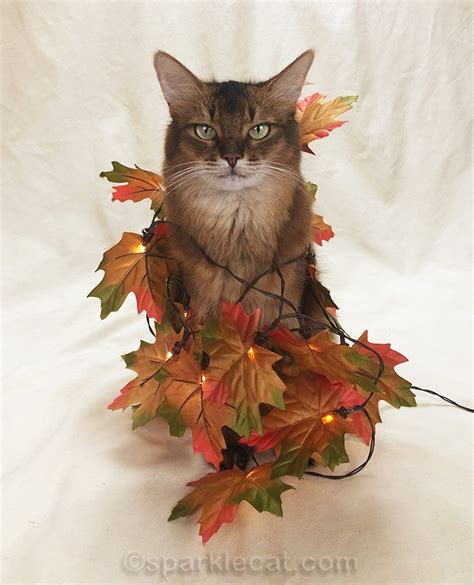 Fall Leaves Selfies - Summer’s Fabulous Cat Life