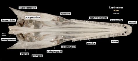 Fish Skulls – Morphology of the Vertebrate Skeleton