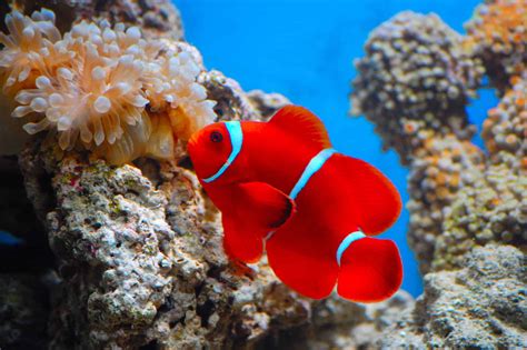 Maroon Clownfish (Premnas Biaculeatus): Ultimate Care Guide - Fish ...