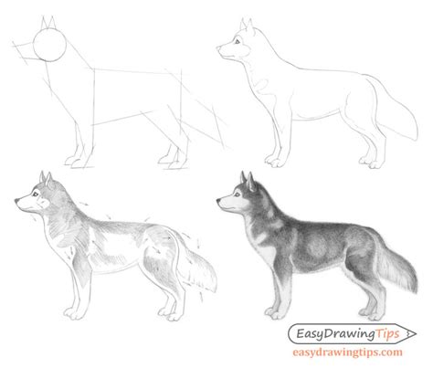 Dog Drawing Step By Step : How To Draw A Dog Step By Step Easy Drawings ...