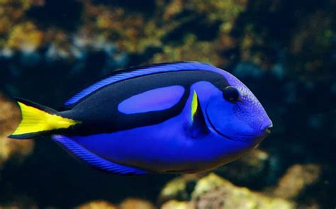 Blue Tang (Paracanthurus Hepatus): Ultimate Care Guide - Fish Laboratory