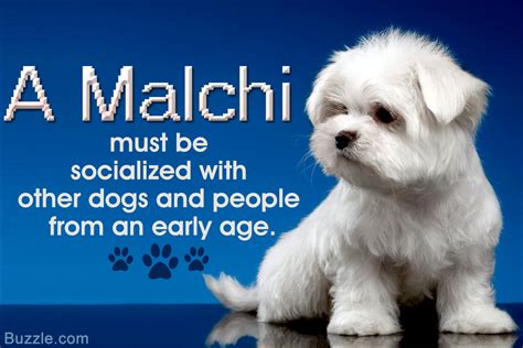 Fantastic Information About the Maltese-Chihuahua Mix (Malchi) - DogAppy