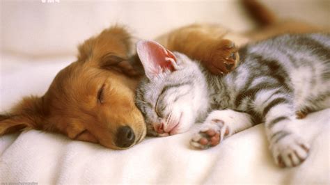 Cute Cats and Dogs Wallpaper (54+ images)