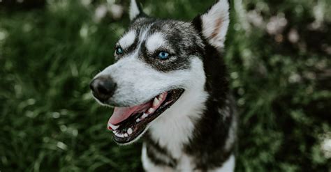 How Many Different Types of Husky Dogs Are There? (Complete Guide ...