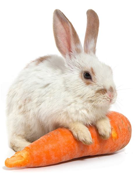 Can Rabbits Eat Carrots Daily Or Just As A Special Treat?