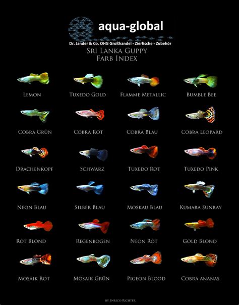 Types of Guppies - The guppy (Poecilia reticulata), also known as ...