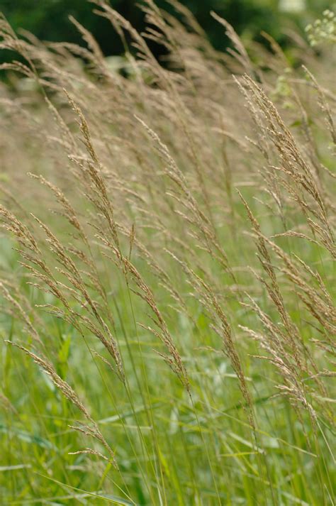 Calamagrostis canadensis Blue Joint Grass | Prairie Moon Nursery