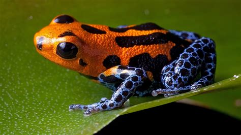 Poison Dart Frog Facts For Kids Poison dart frogs live in rainforest ...