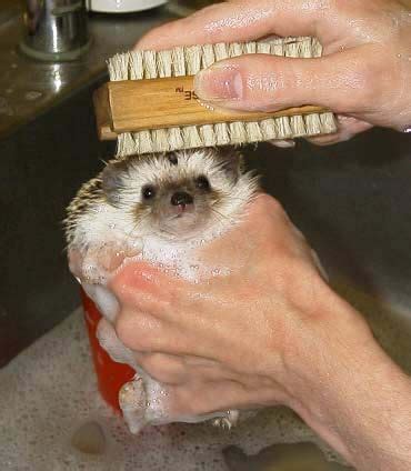 how to take care of a hedgehog baby - Starla Cameron