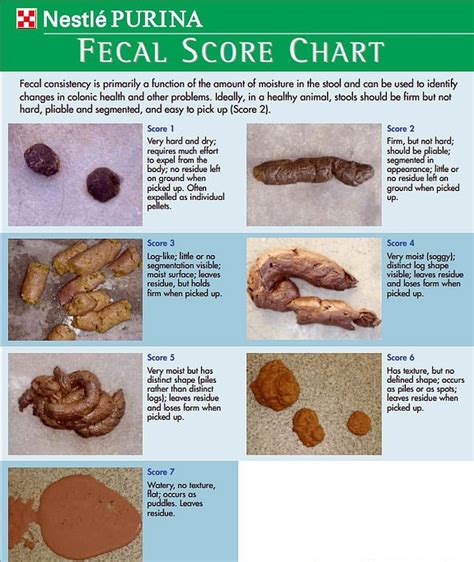 What does it mean when your poop is two colors – The Meaning Of Color