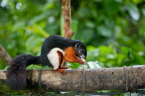 Six cool squirrel species … because it's Squirrel Appreciation Day ...